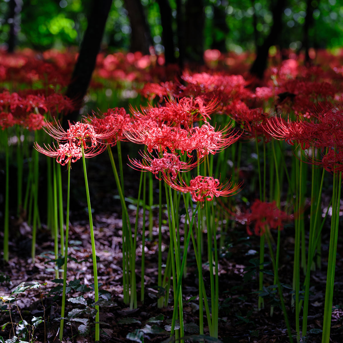 Lycoris radiata - Lis araignée rouge - Bulbes de Lys