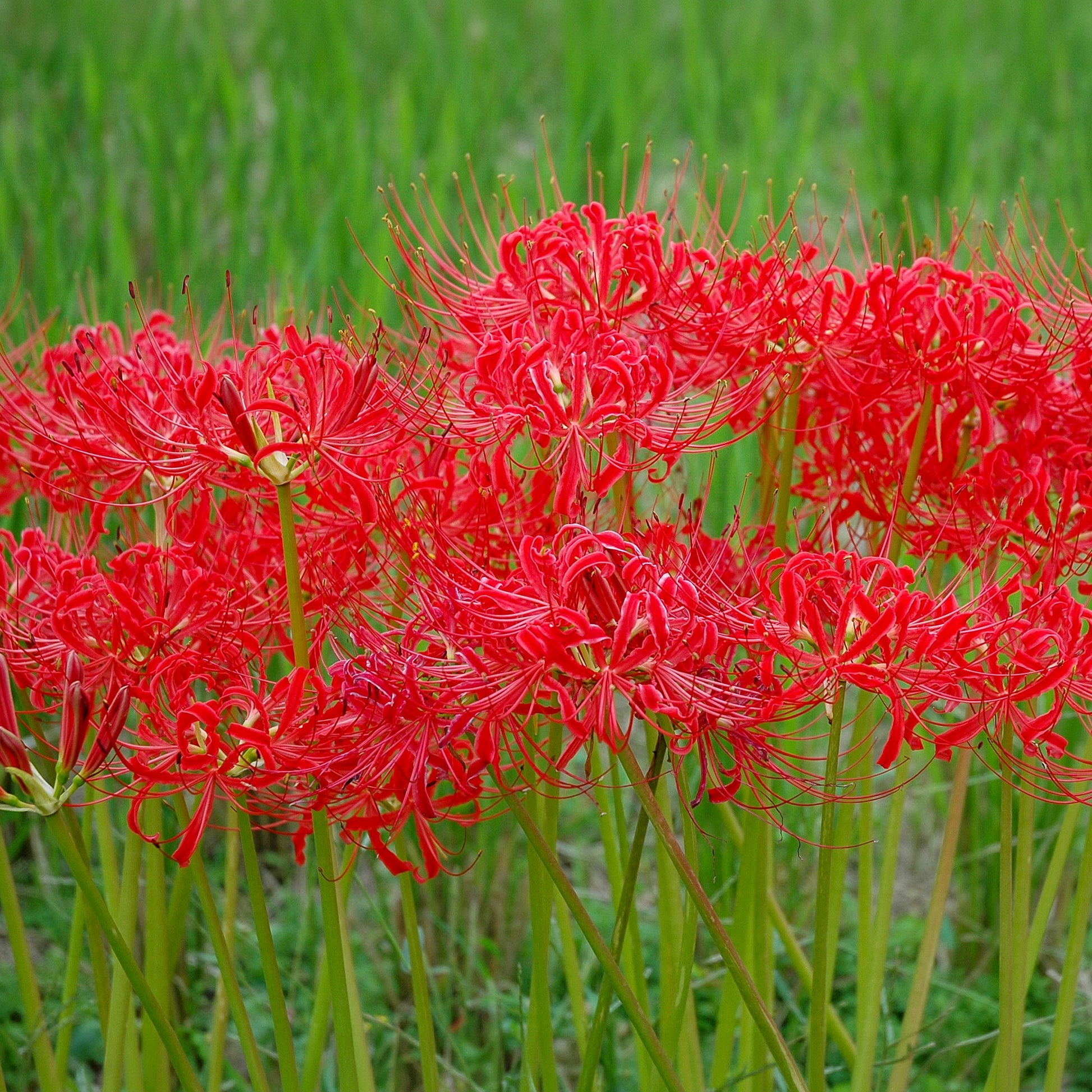 Bulbes de Lys - Lis araignée rouge - Lycoris radiata