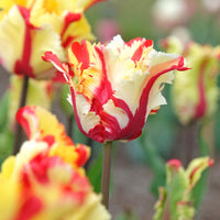 Bulbes de Tulipe - Tulipe perroquet Flaming Parrot - Tulipa Flaming Parrot