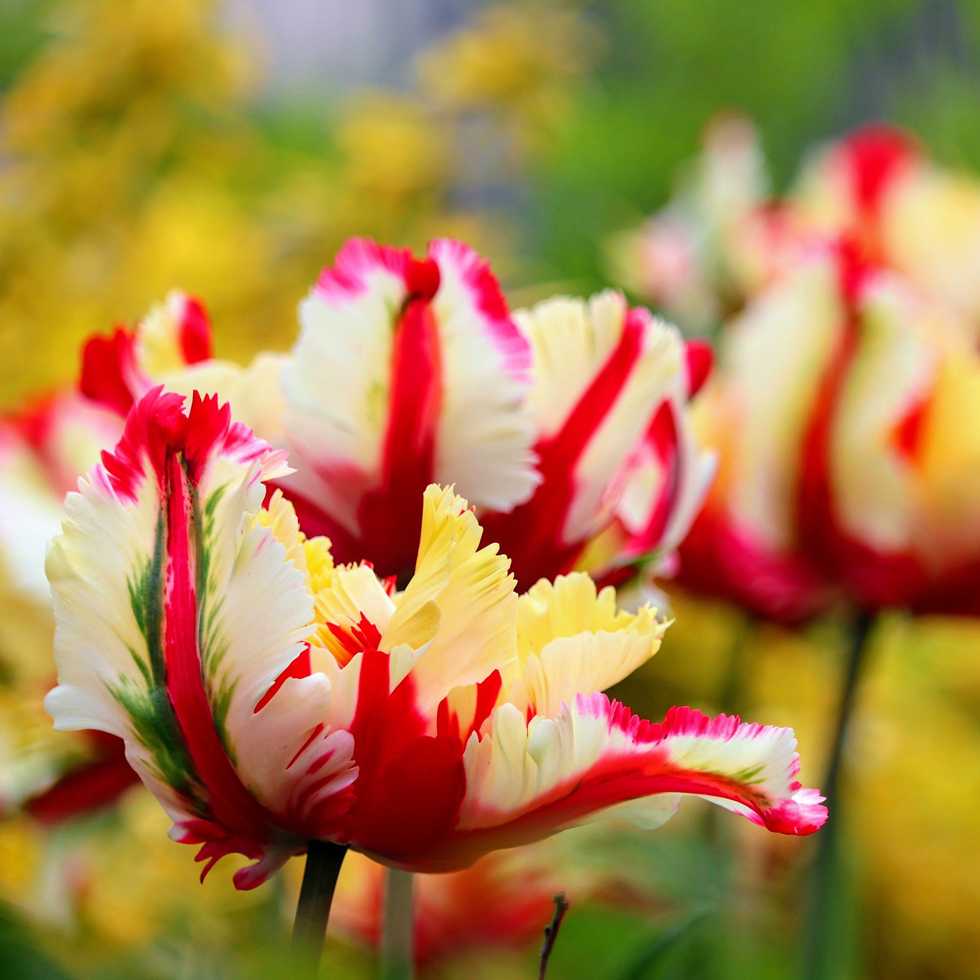 Tulipa Flaming Parrot - Tulipe perroquet Flaming Parrot - Bulbes de Tulipe