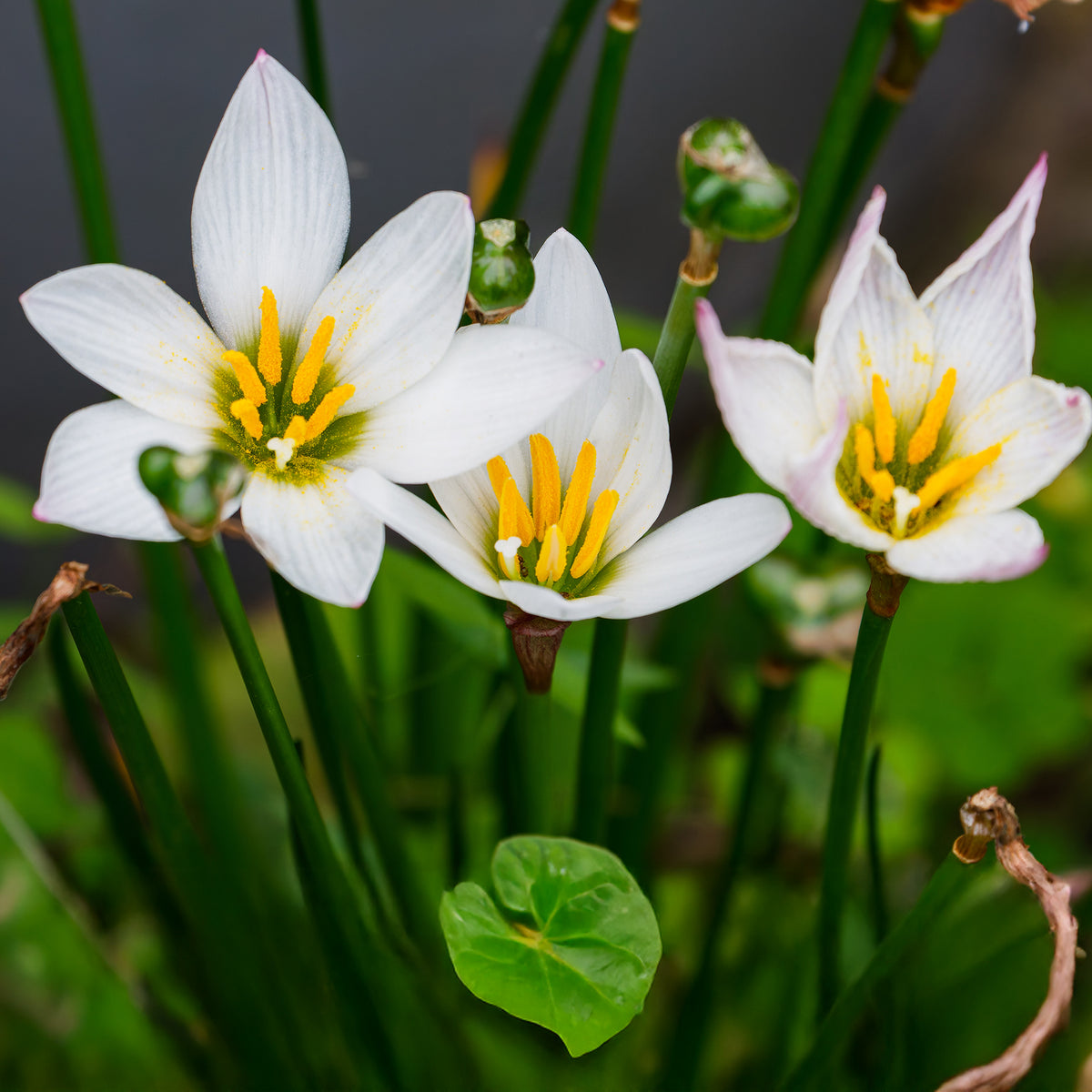 Lis zéphyr - Zephyranthes candida - Bakker
