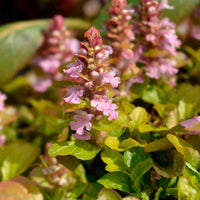 Bugle rampante Gold Chang - Bakker