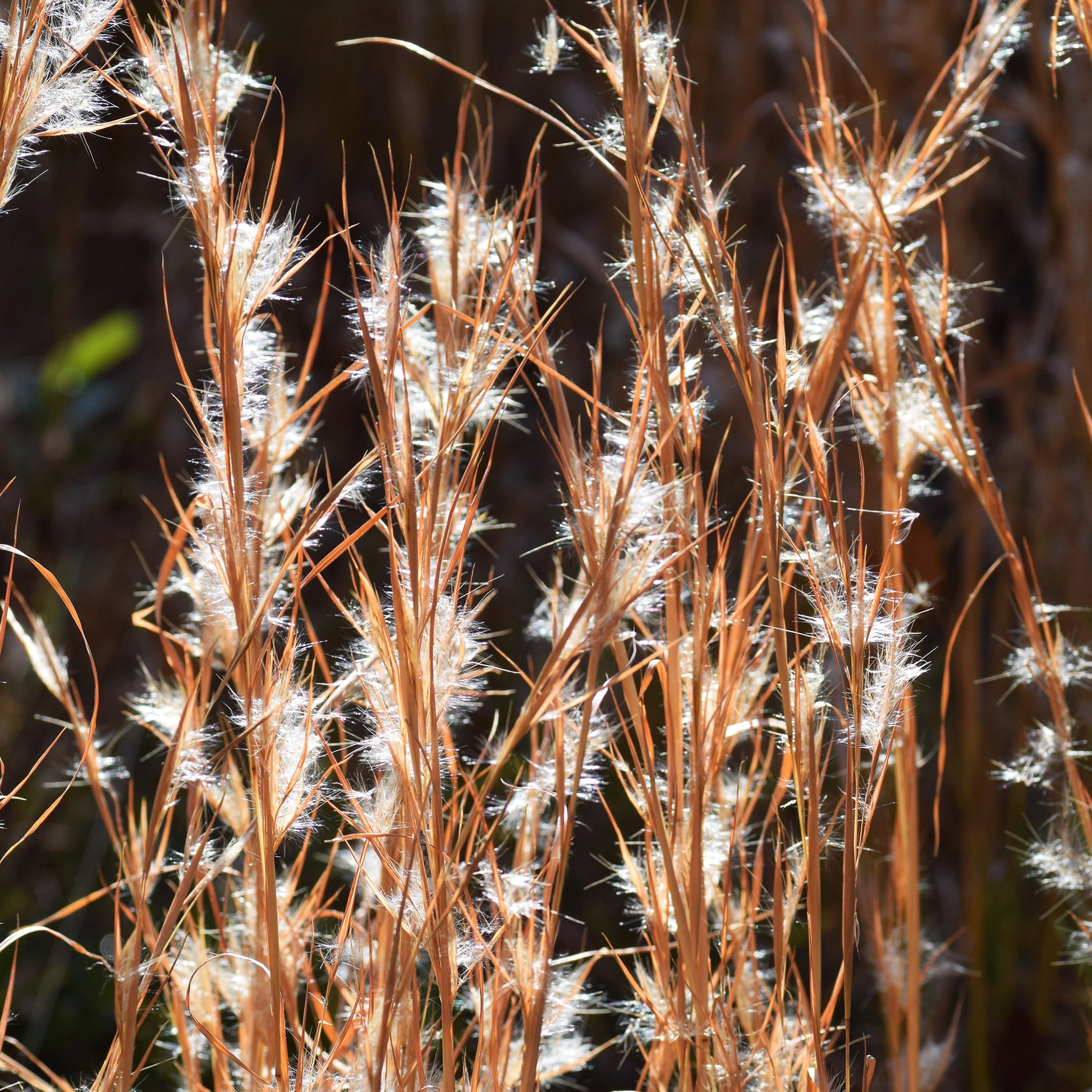 Andropogon - Barbon fendu - Andropogon ternarius - Bakker