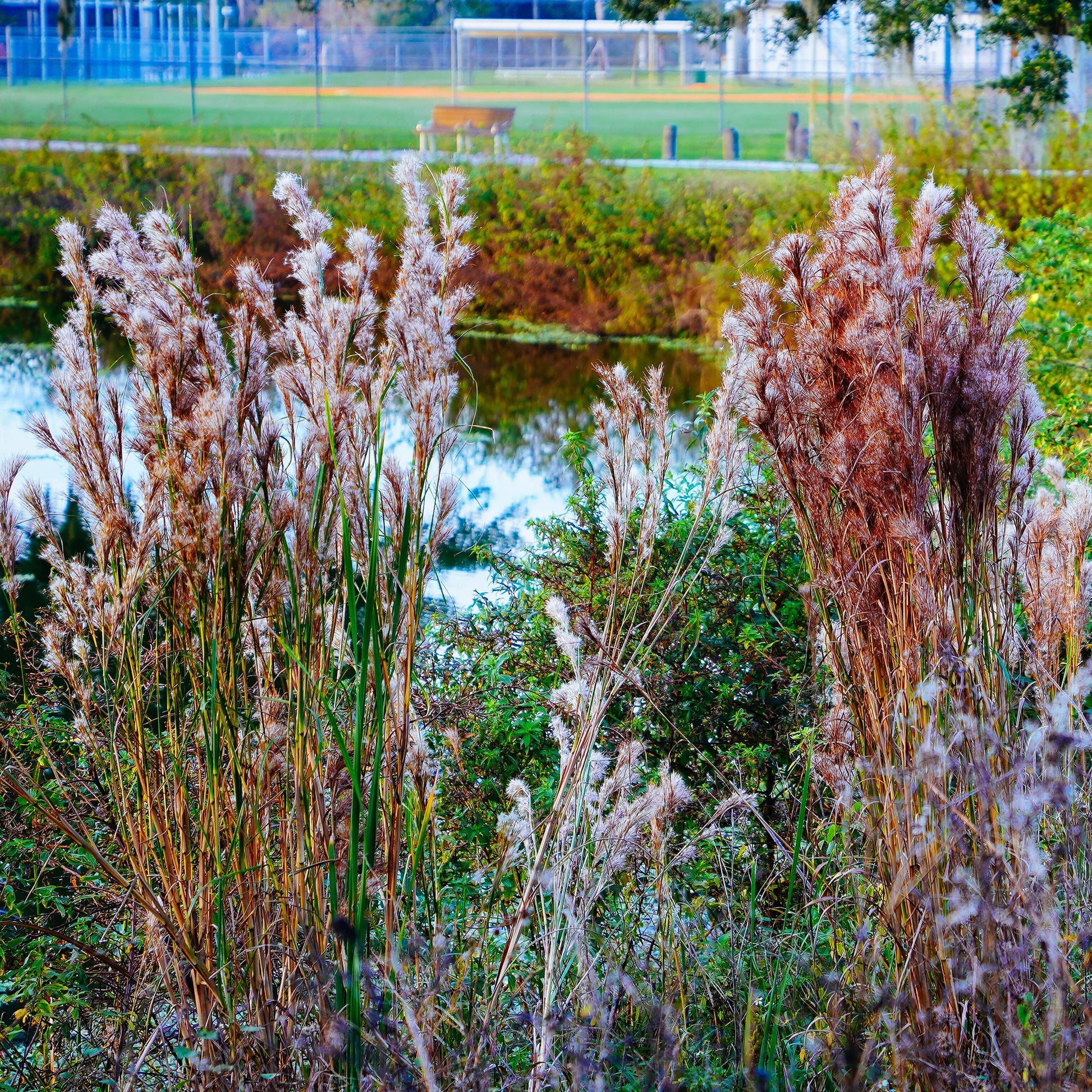 Andropogon - Barbon fendu - Bakker