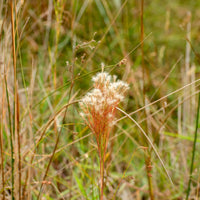 Graminées - Andropogon - Barbon fendu - Andropogon ternarius