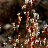 Andropogon ternarius - Andropogon - Barbon fendu - Graminées