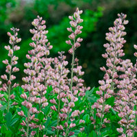 Lupin indigo Pink Truffles - Baptisia Pink Truffles - Bakker