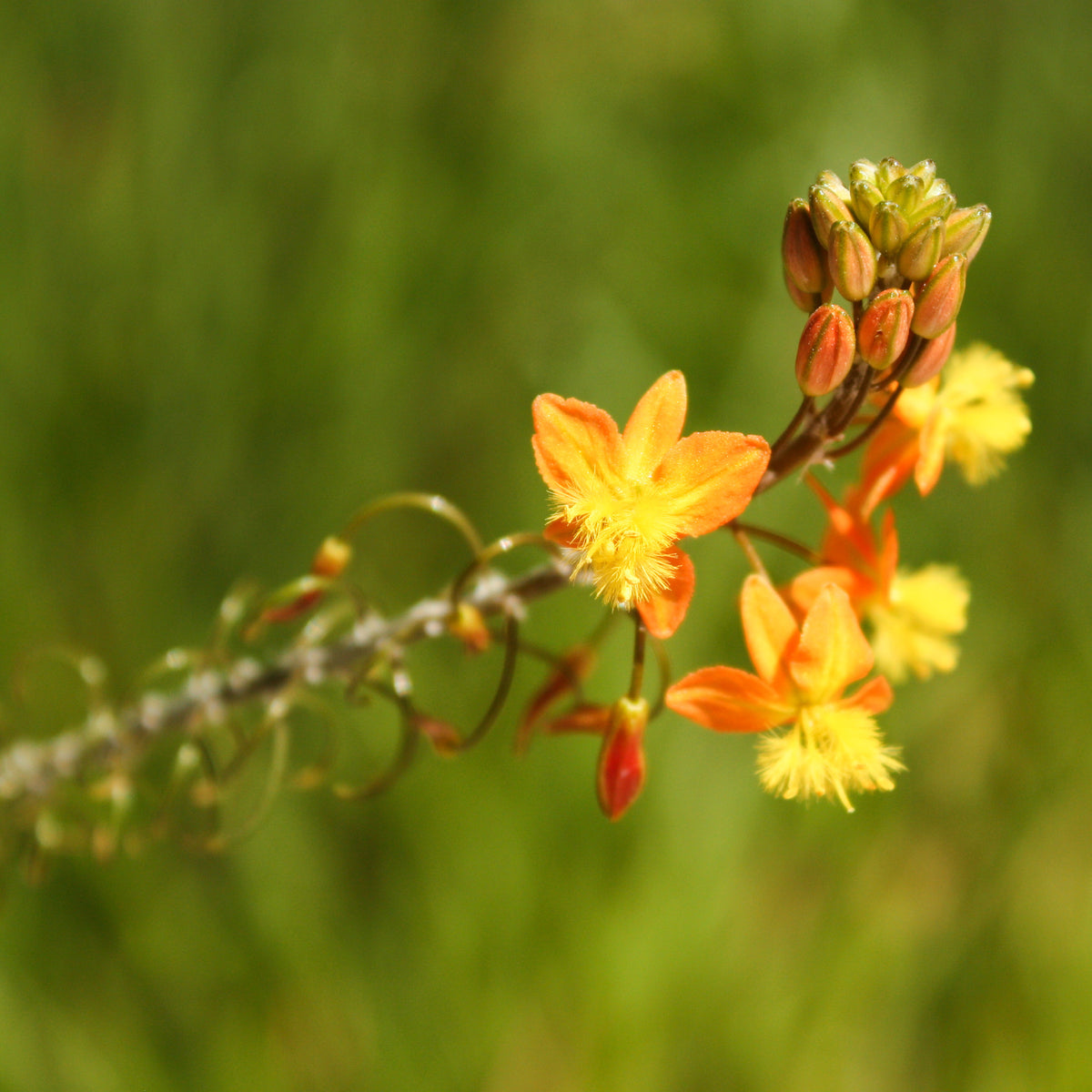 Bulbine Avera Sunset Orange - Bulbine frutescens Avera Sunset Orange - Bakker