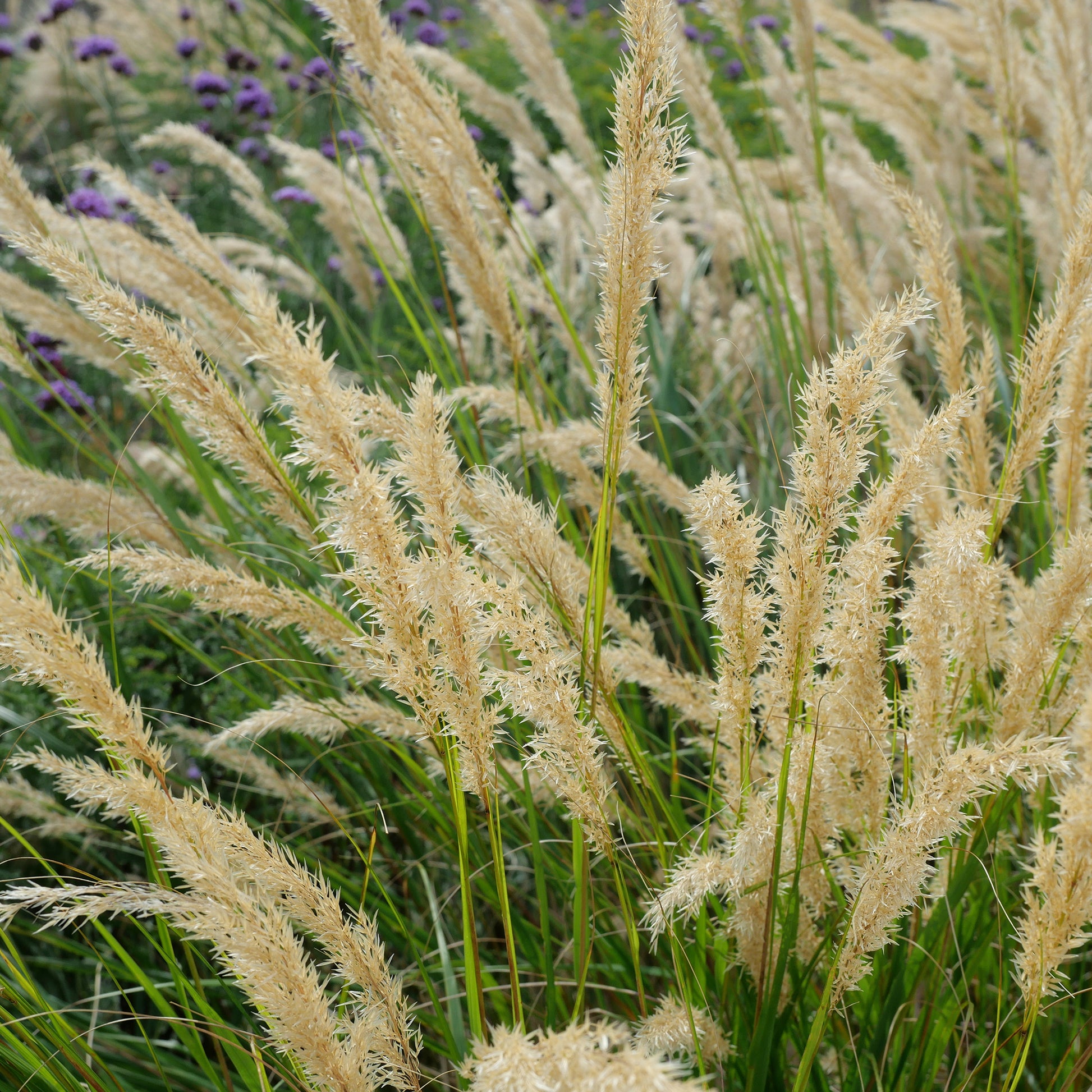 Stipa calamagrostis - Stipe argentée - Stipe