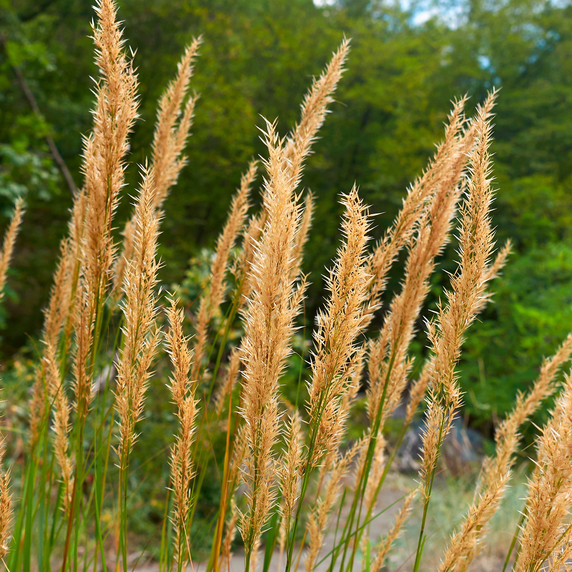 Stipe argentée - Stipa calamagrostis - Bakker