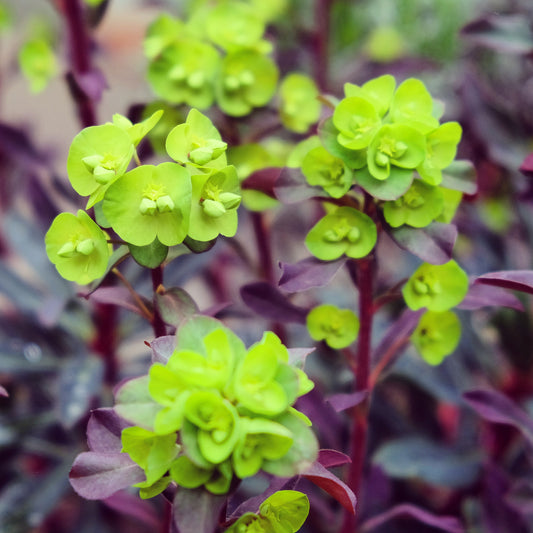 Euphorbe characias Miners Merlot - Bakker