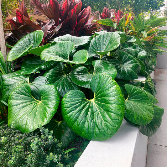 Farfugium Gigantea Articjungle® - Bakker