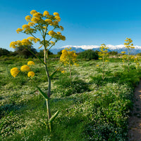 Férule commune - Ferula communis - Bakker