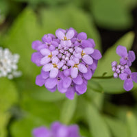 Corbeille d'argent Absolutely Amethyst - Iberis - Iberis sempervirens Absolutely Amethyst - Bakker