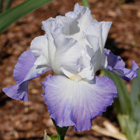 Iris de jardin Alizés - Bakker