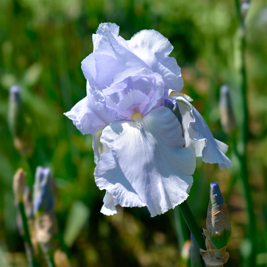 Iris de jardin Blue Sapphire - Bakker