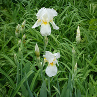 Iris de jardin Wedding Bouquet - Iris germanica Wedding Bouquet - Bakker