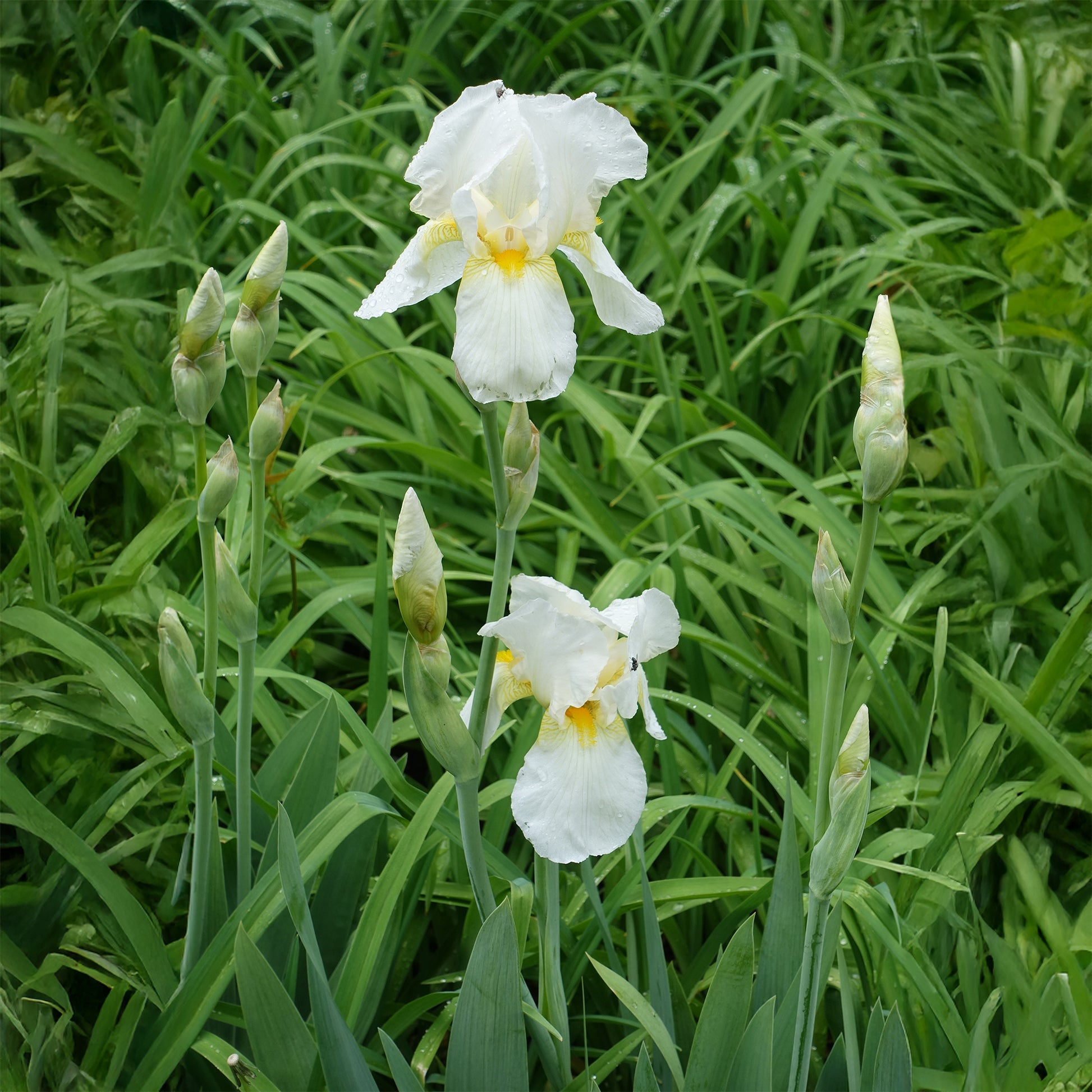Iris de jardin Wedding Bouquet - Iris germanica Wedding Bouquet - Bakker