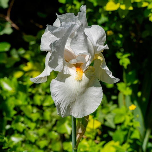 Iris de jardin Wedding Bouquet - Bakker