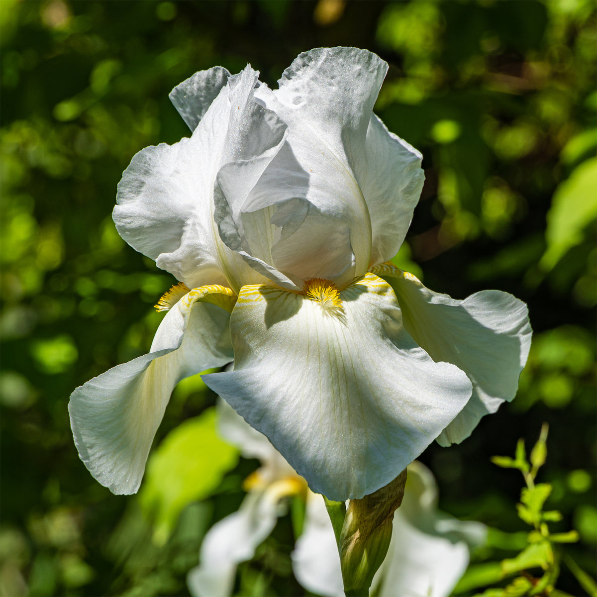 Iris germanica Wedding Bouquet - Iris de jardin Wedding Bouquet - Iris des jardins