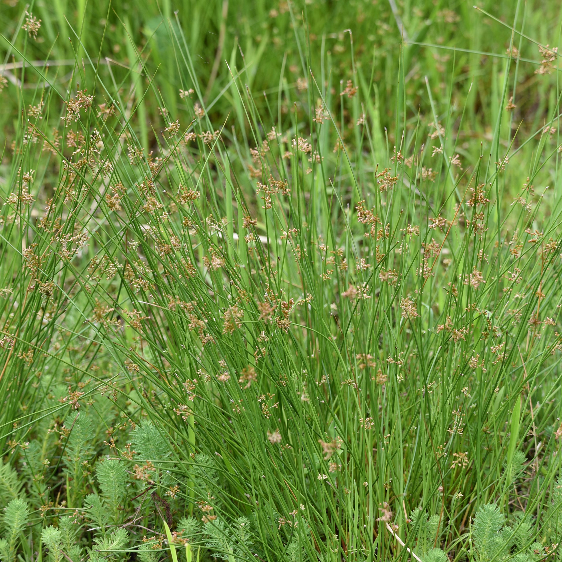 Joncs - Jonc épars - Juncus effusus