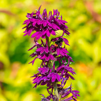 Lobelia Vedrariensis - Lobelia gerardii Vedrariensis - Bakker