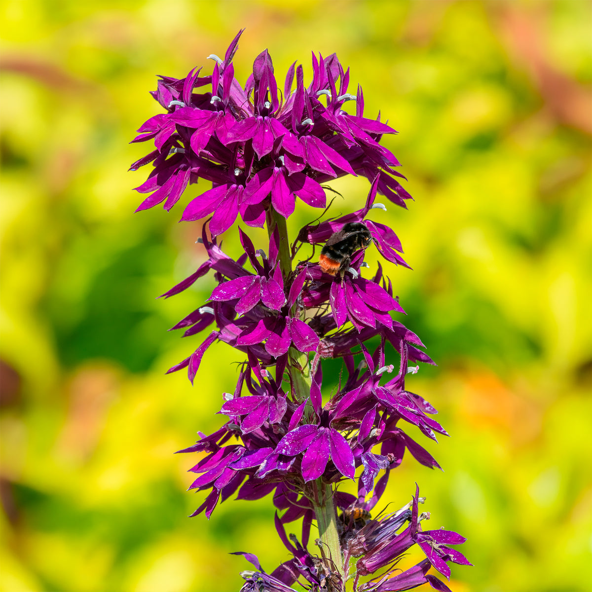 Lobelia Vedrariensis - Lobelia gerardii Vedrariensis - Bakker