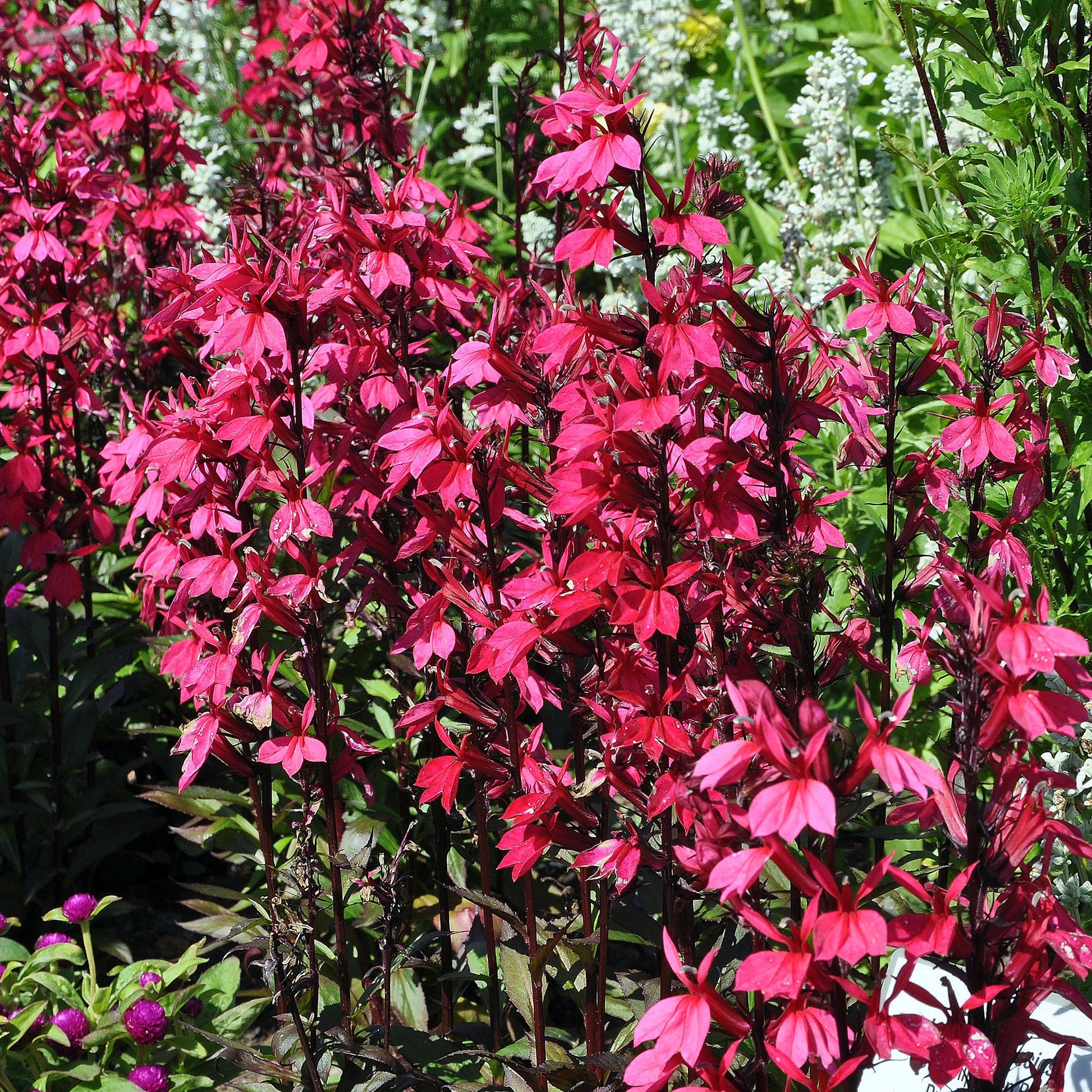 Lobelia Russian Princess - Lobelia speciosa Russian Princess - Bakker
