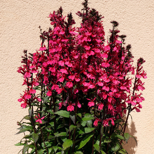 Lobelia Russian Princess