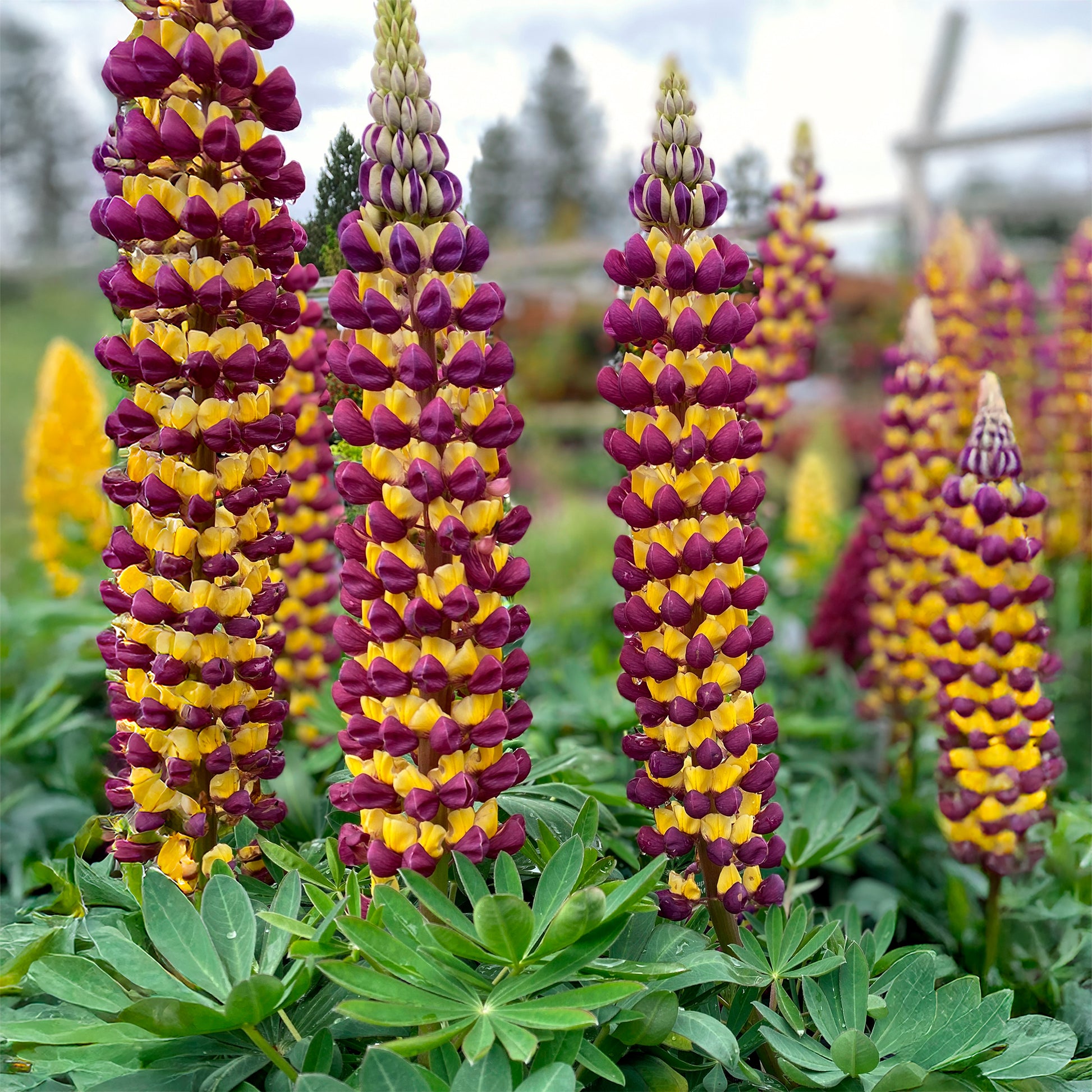 Lupinus Manhattan Lights® - Lupin Manhattan Lights® - Lupin