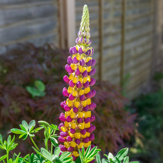 Lupin Manhattan Lights® - Bakker