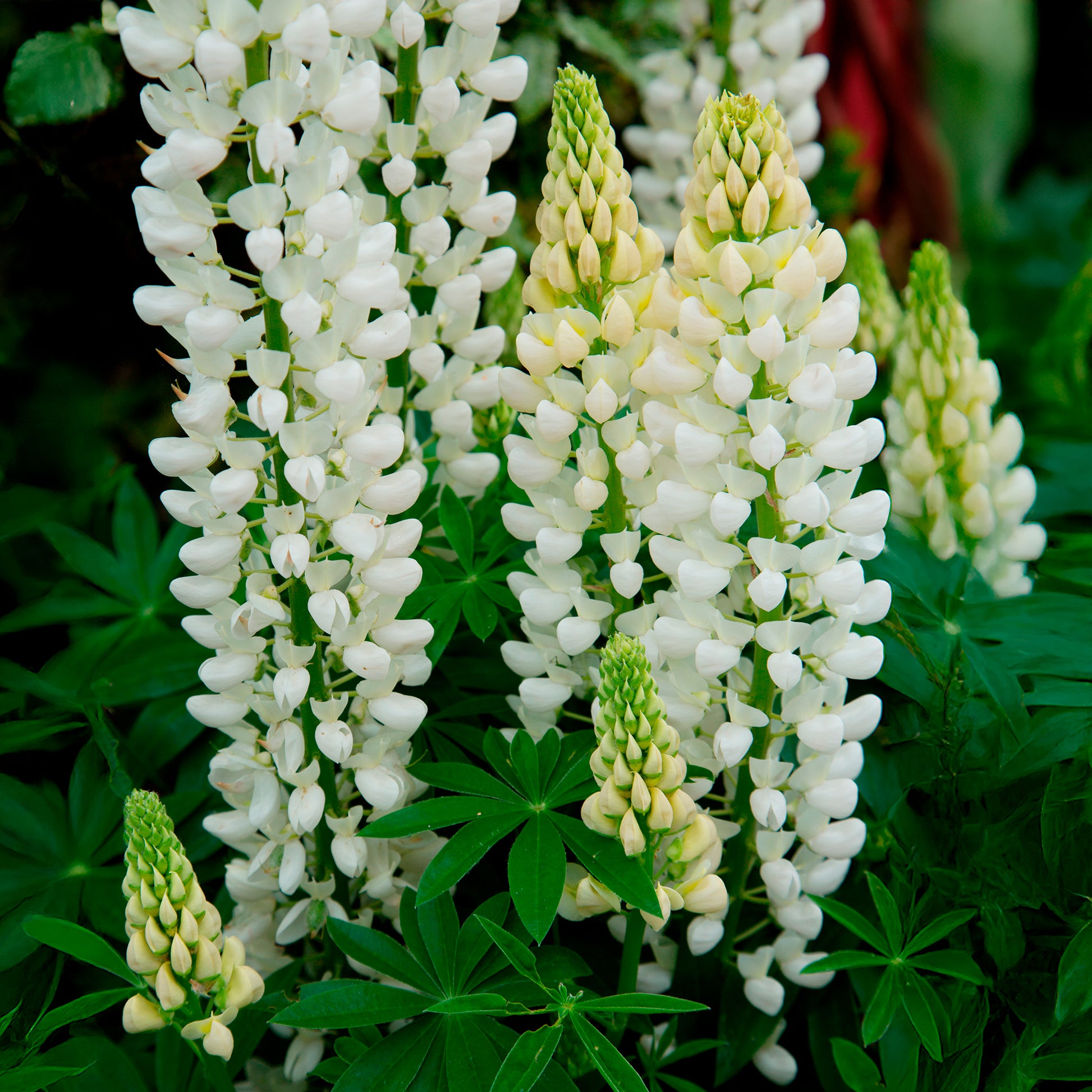 Lupinus Noble Maiden - Lupin Noble Maiden - Lupin