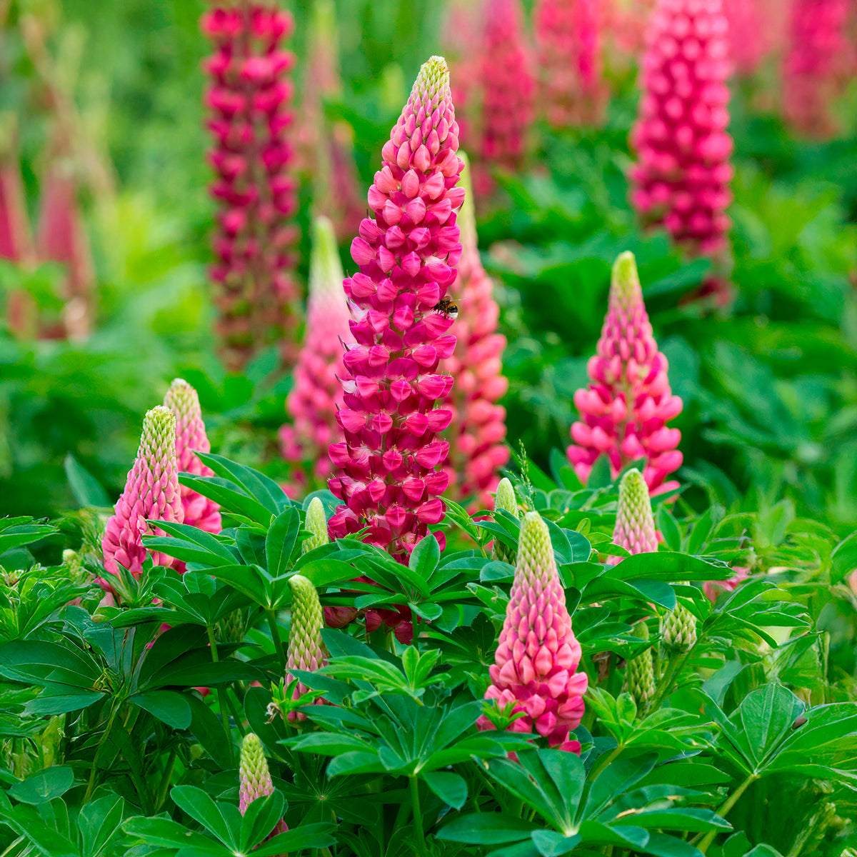 Lupin The Pages - Lupinus The Pages - Bakker