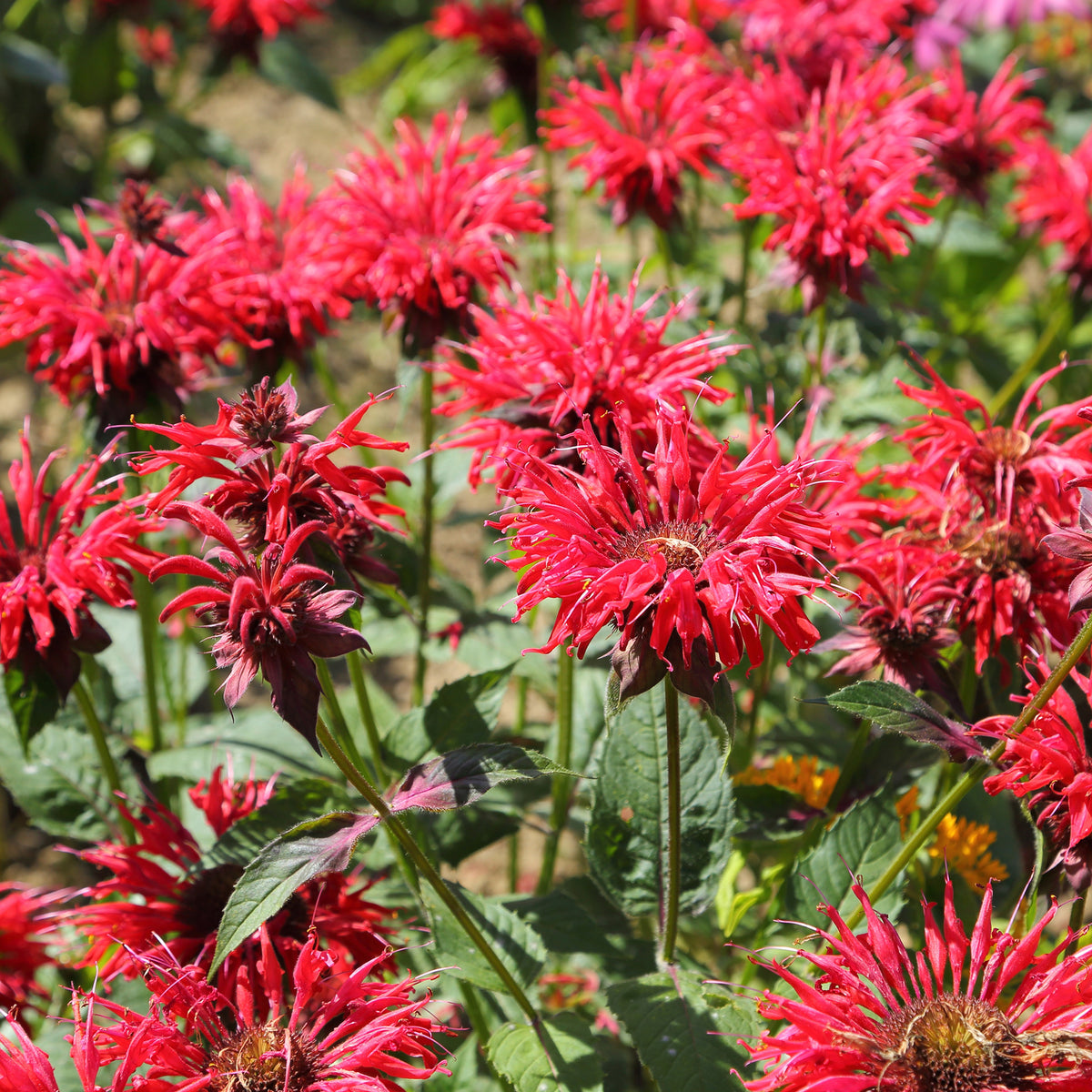 Monarde écarlate - Monarda didyma - Bakker