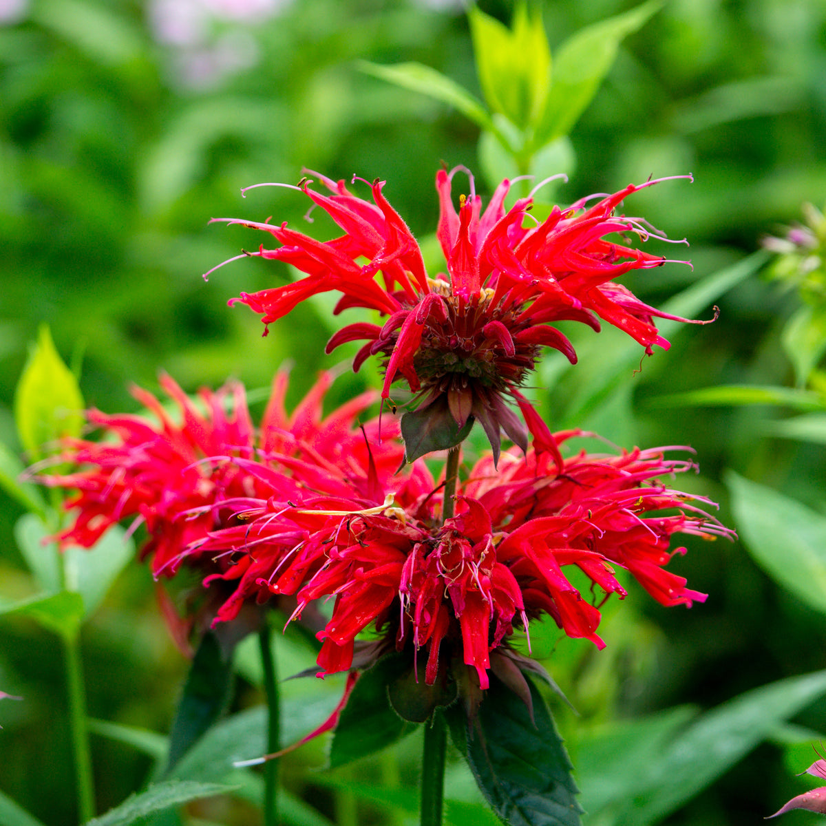 Monarde écarlate - Bakker