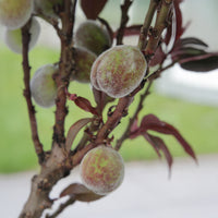 Pêcher pourpre Rubira - Bakker