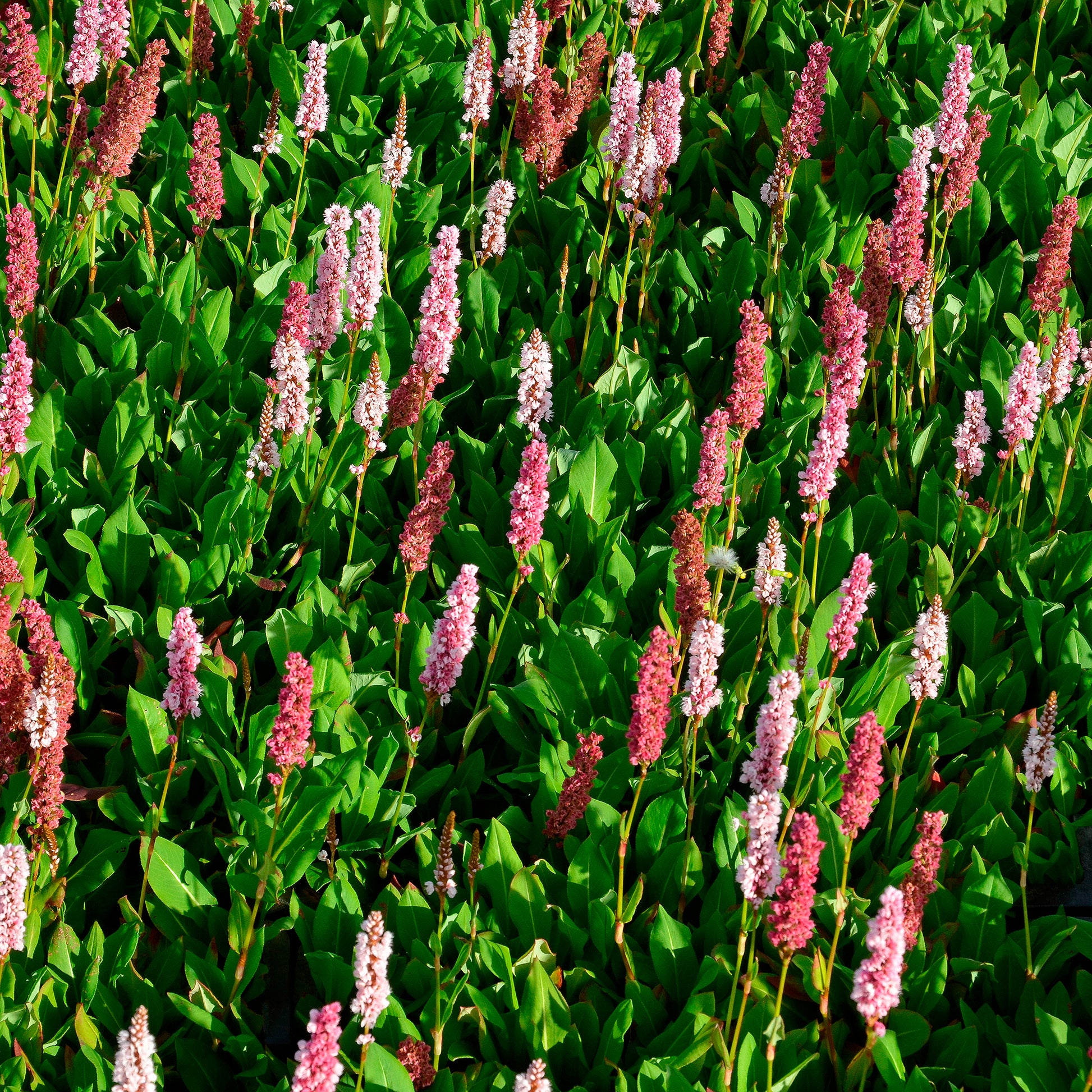Persicaire - Renouée naine Kabouter - Persicaire - Persicaria affinis Kabouter