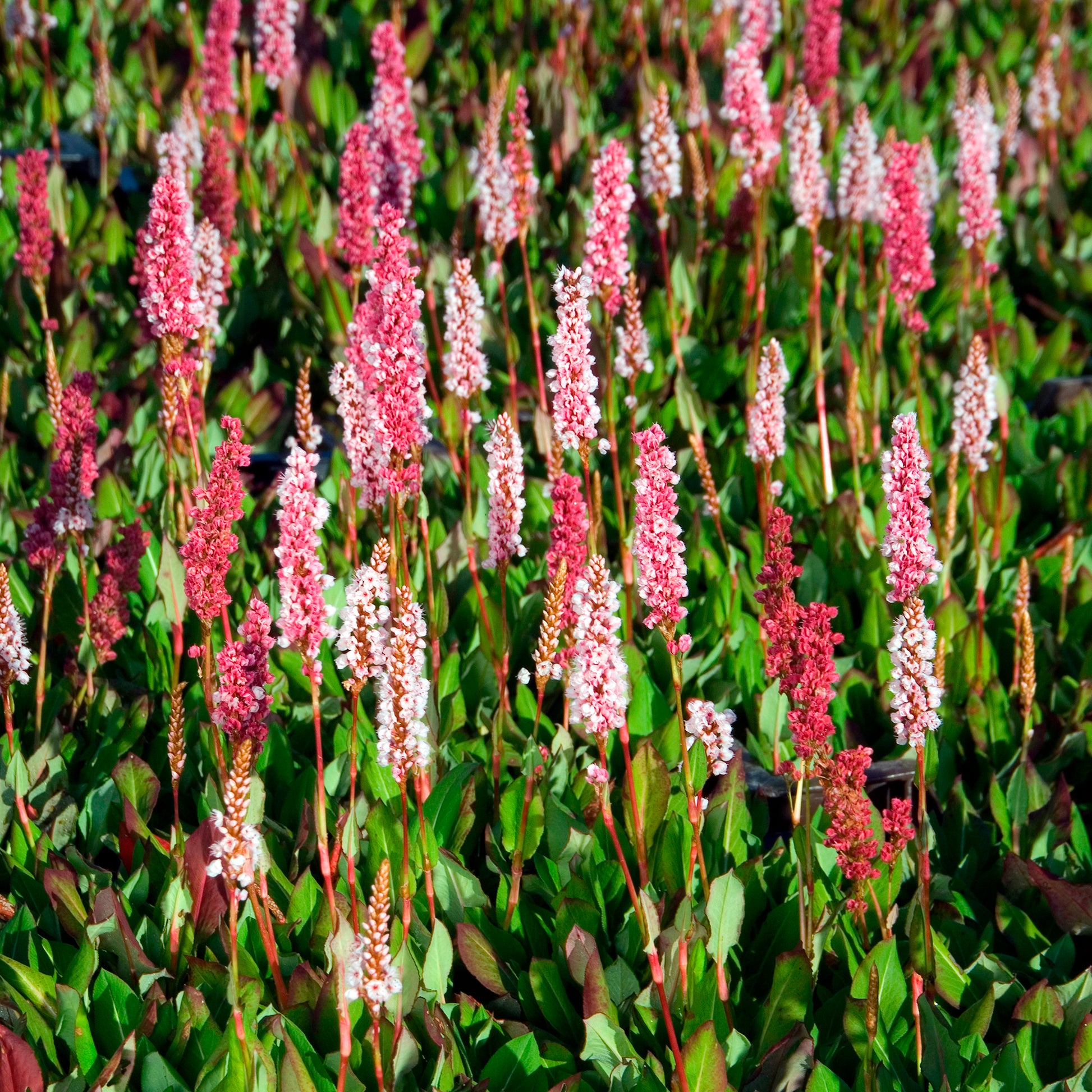 Persicaria affinis Kabouter - Renouée naine Kabouter - Persicaire - Persicaire