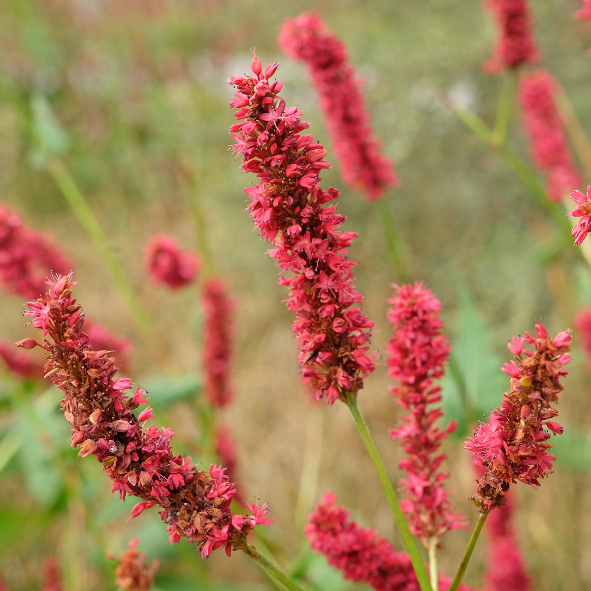 Persicaire - Renouée Fat Domino - Persicaire - Persicaria amplexicaulis Fat Domino