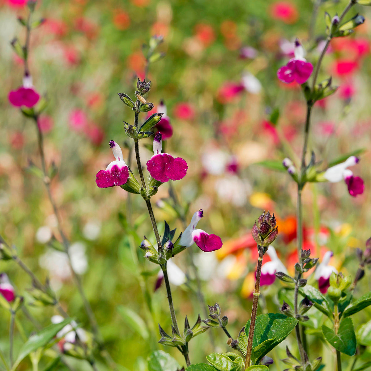 Sauges - Sauge Amethyst Lips - Salvia greggii Amethyst Lips
