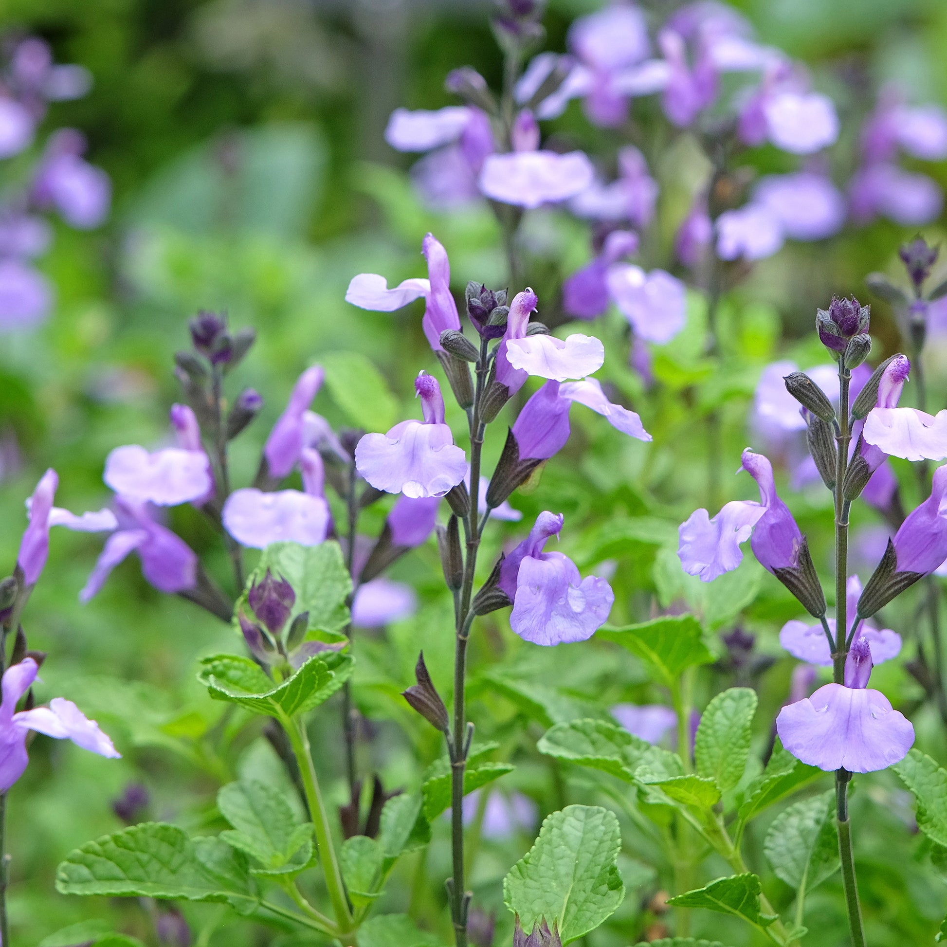 Vente Sauge arbustive So Cool Pale Blue - Salvia microphylla So Cool Pale Blue