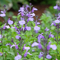 Salvia microphylla So Cool Pale Blue - Sauge arbustive So Cool Pale Blue - Sauges