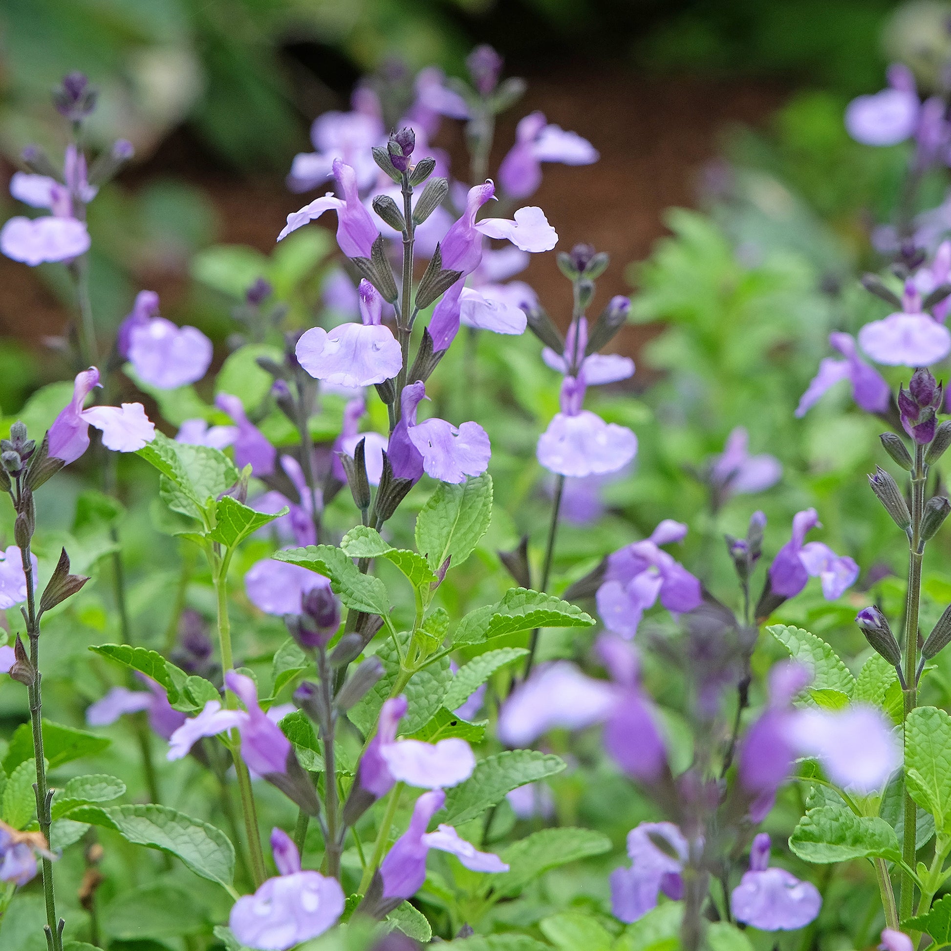 Salvia microphylla So Cool Pale Blue - Sauge arbustive So Cool Pale Blue - Sauges