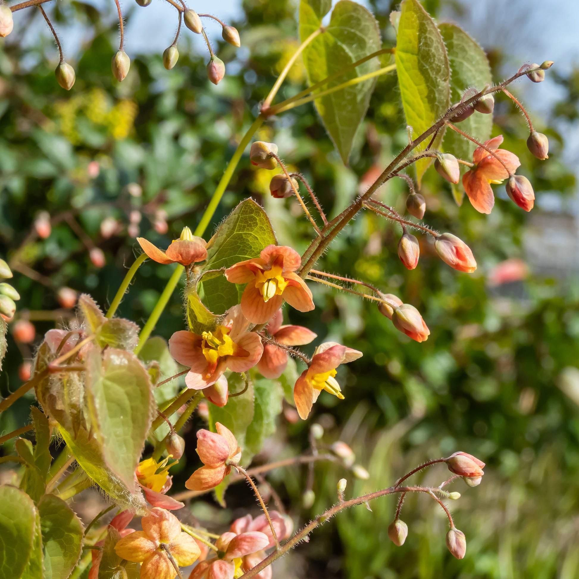 Epimedium - Epimedium warleyense - Epimedium warleyense