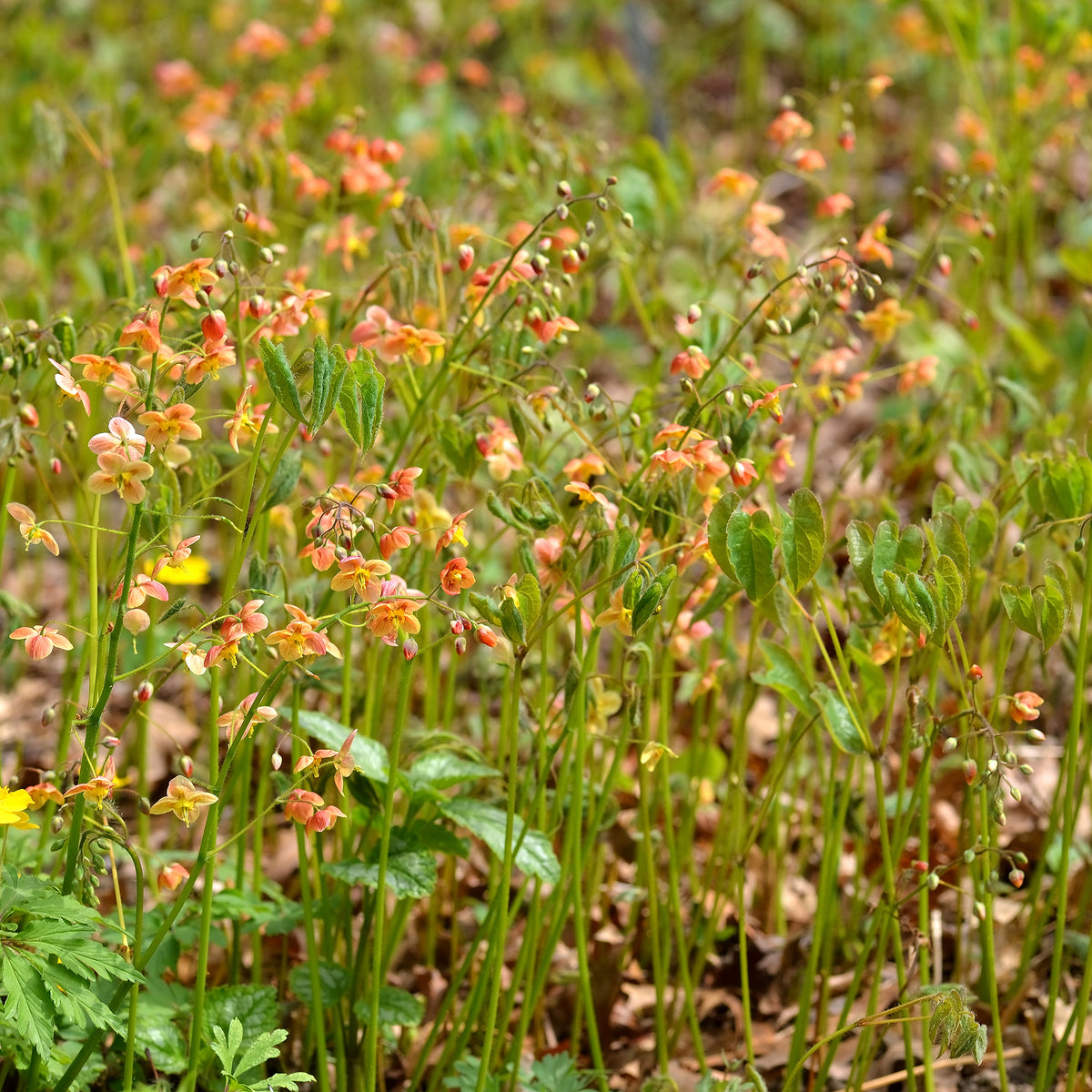 Epimedium warleyense - Epimedium warleyense - Epimedium