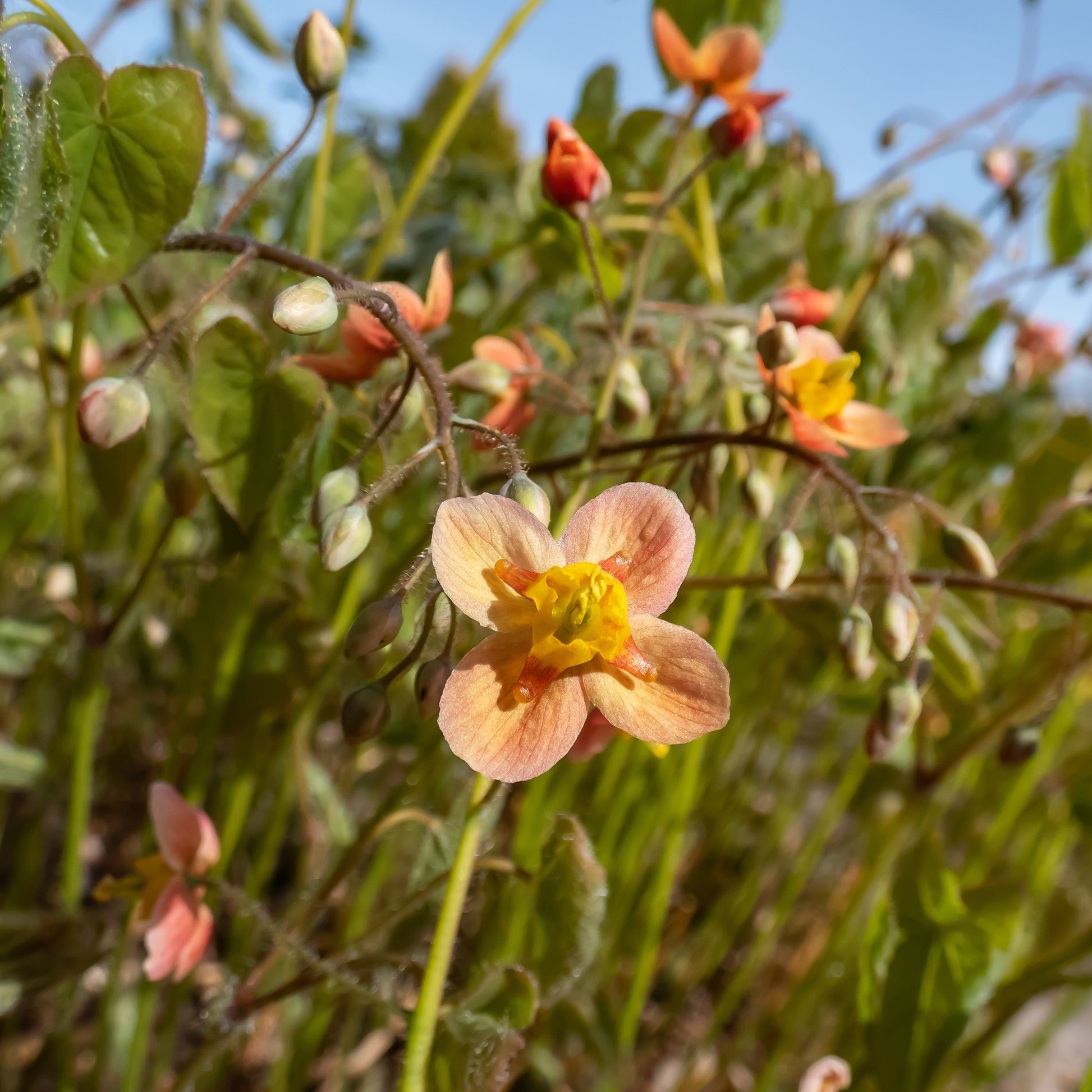 Epimedium warleyense - Epimedium warleyense - Bakker