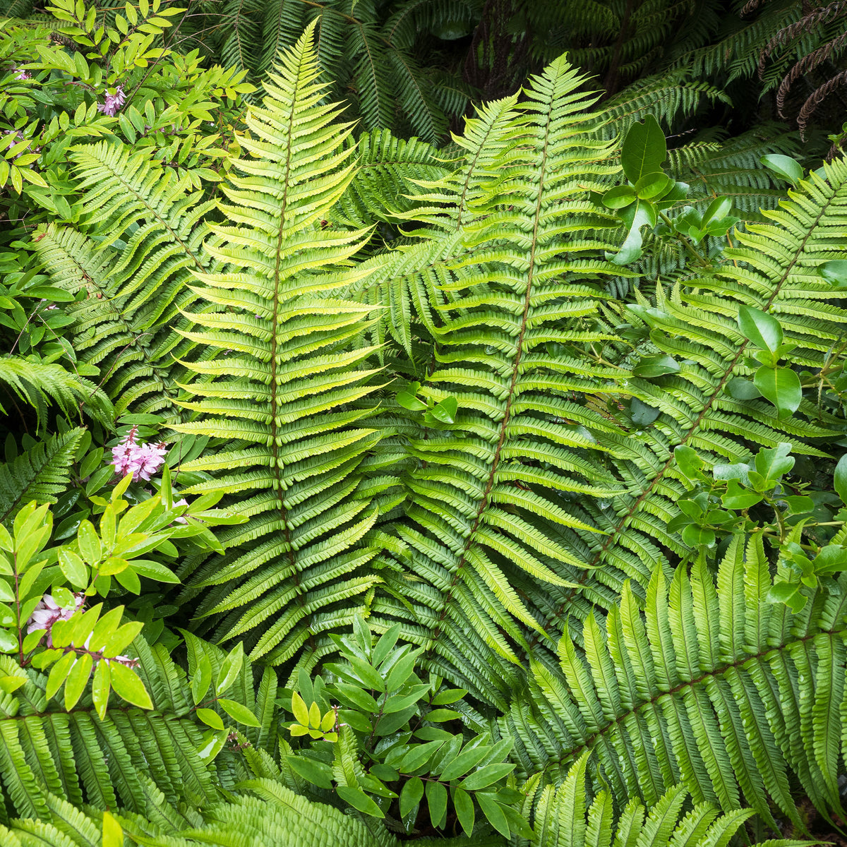 Dryopteris wallichiana - Fougère à écailles dorées - Fougères
