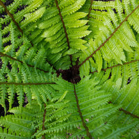 Fougère à écailles dorées - Dryopteris wallichiana - Bakker