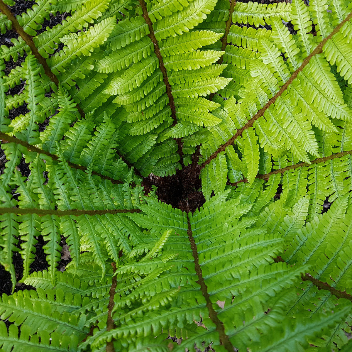Fougère à écailles dorées - Dryopteris wallichiana - Bakker