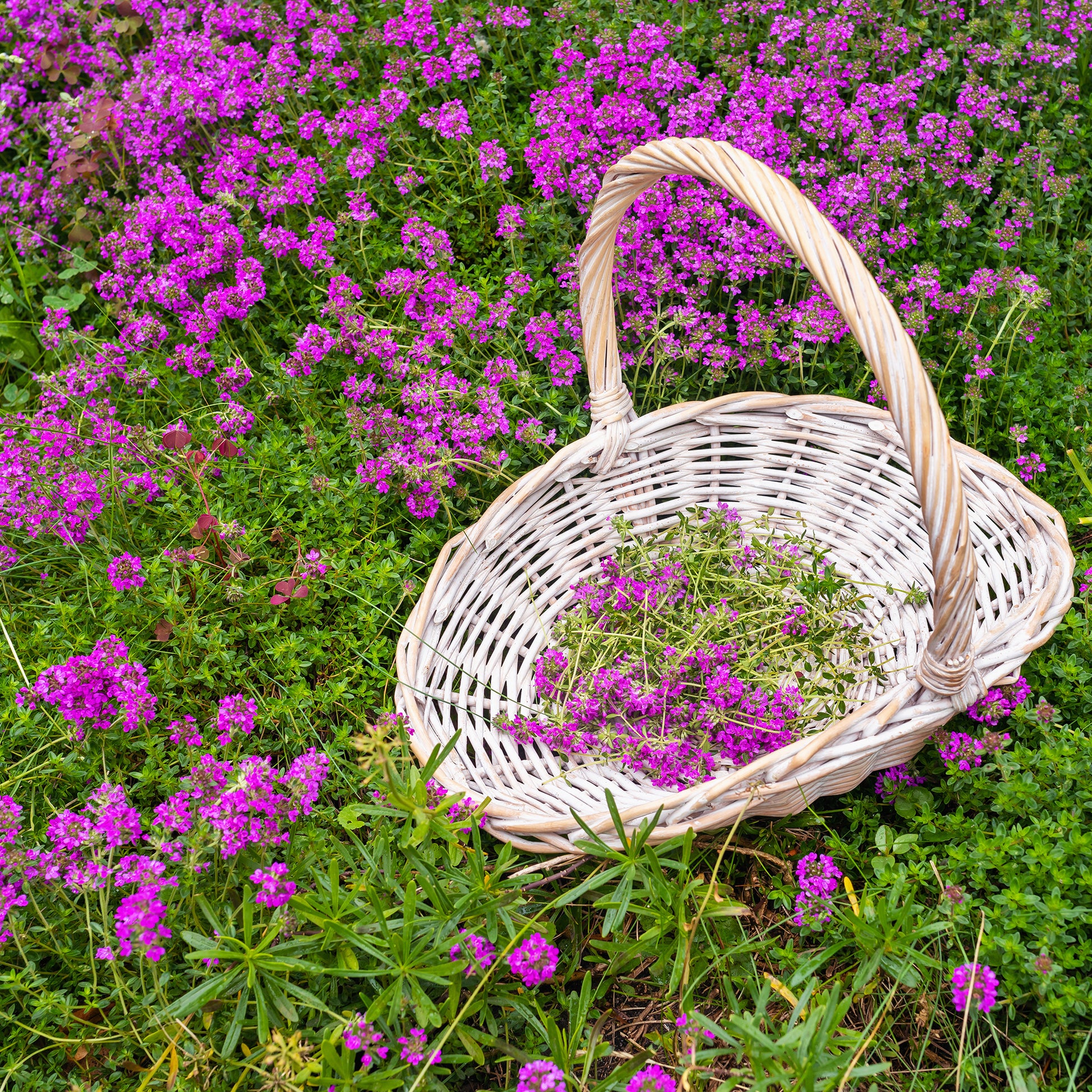 Thym hirsute - Bakker